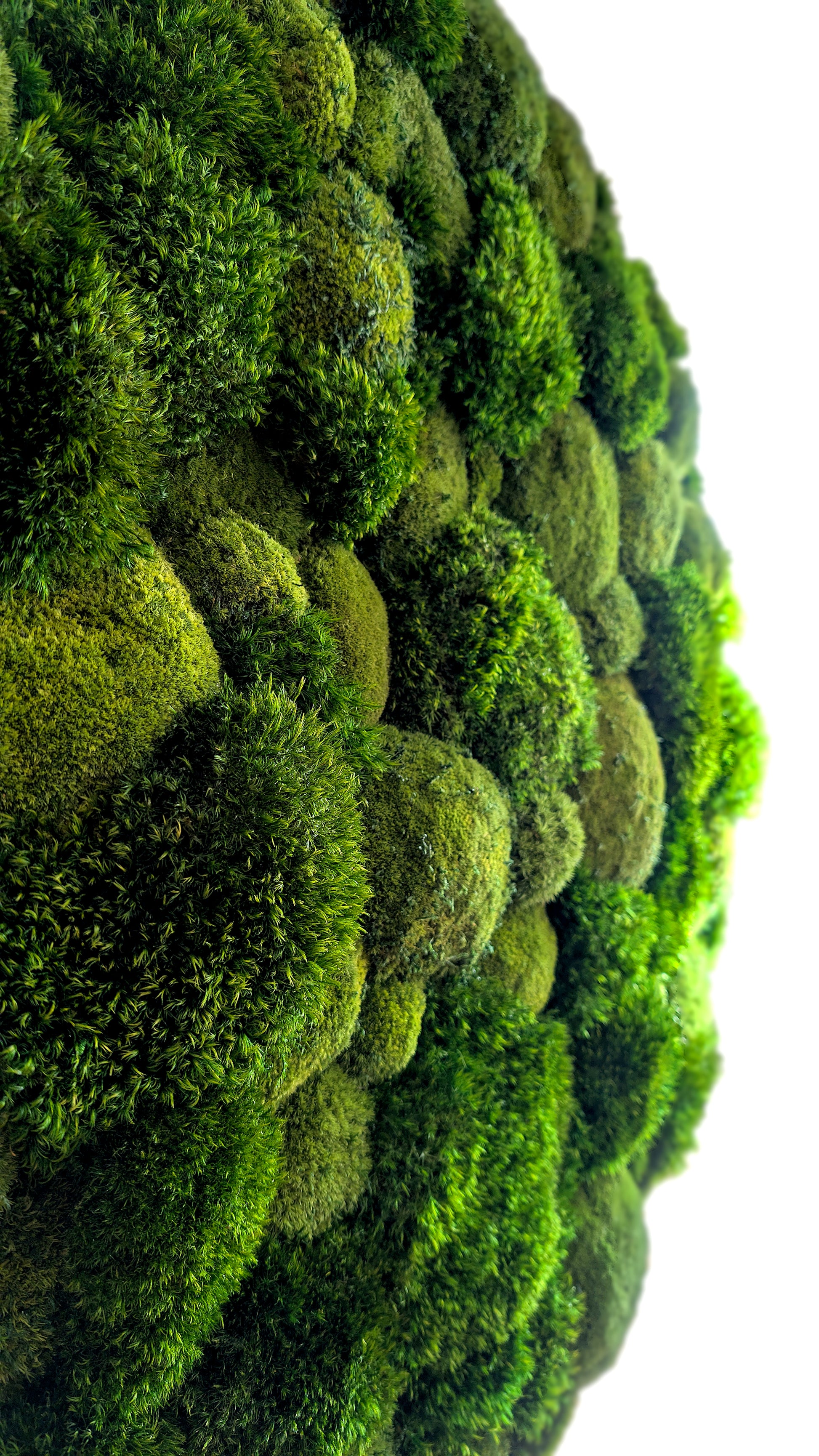 Rundes Moosbild Provence Kugelmoose Mix im stabilen Aluminiumrahmen mit grünem Moos und natürlichen Strukturen.