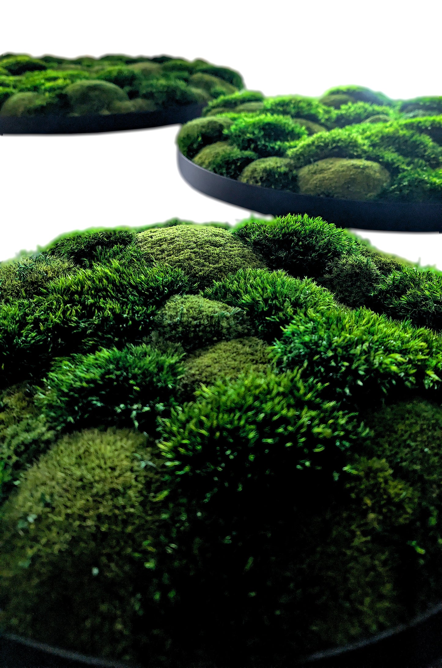 Rundes Moosbild Provence Kugelmoose Mix im stabilen Aluminiumrahmen mit lebendiger Moosstruktur.