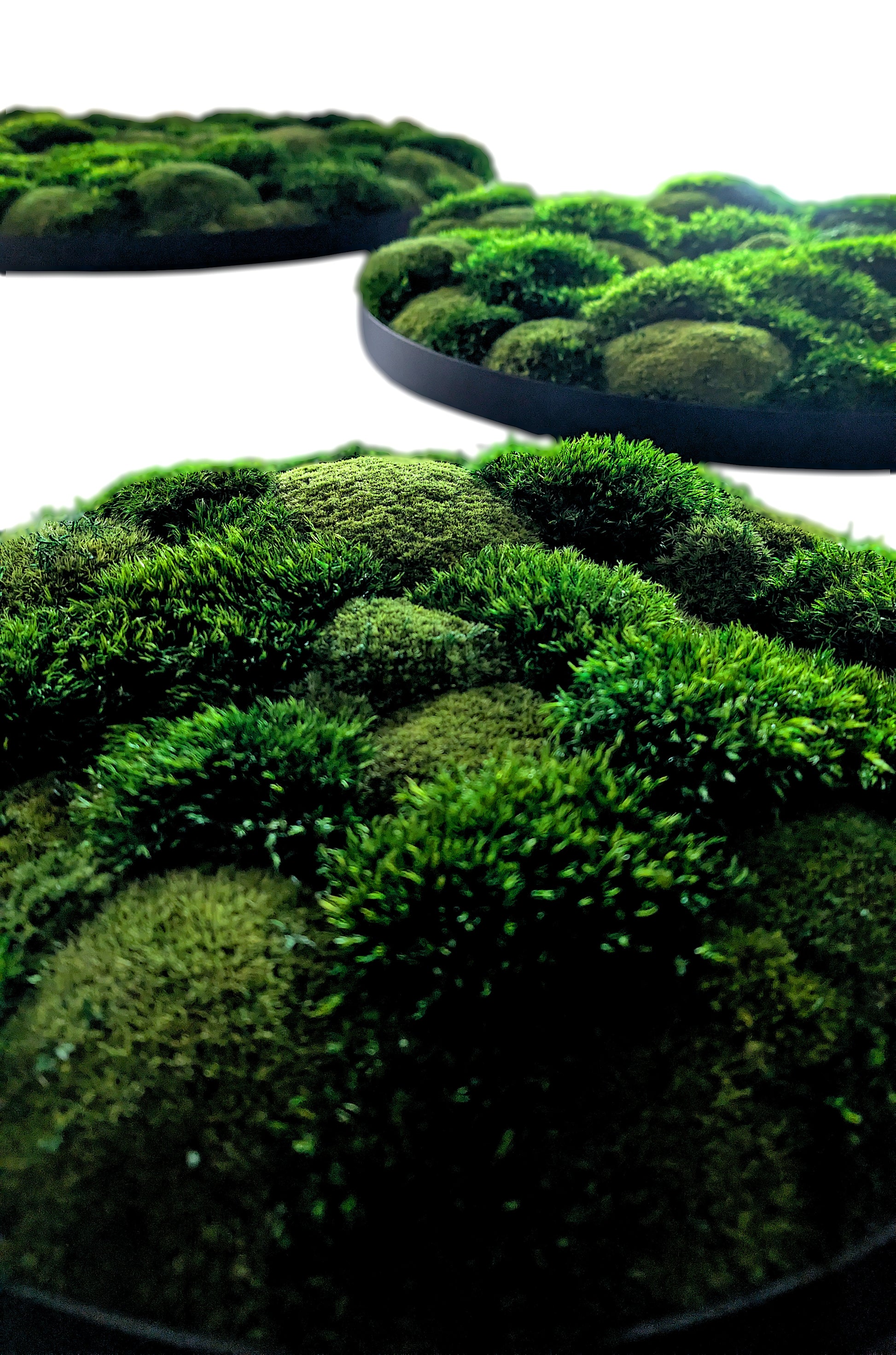 Rundes Moosbild Provence Kugelmoose Mix im stabilen Aluminiumrahmen mit lebendiger Moosstruktur.