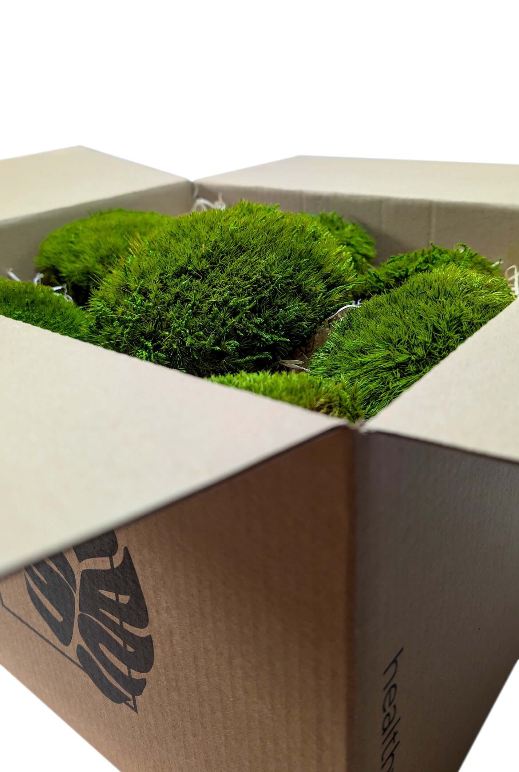 Konserviertes Provence-Moos DIY in einer Verpackung, ideal für DIY-Projekte und Wanddekorationen.