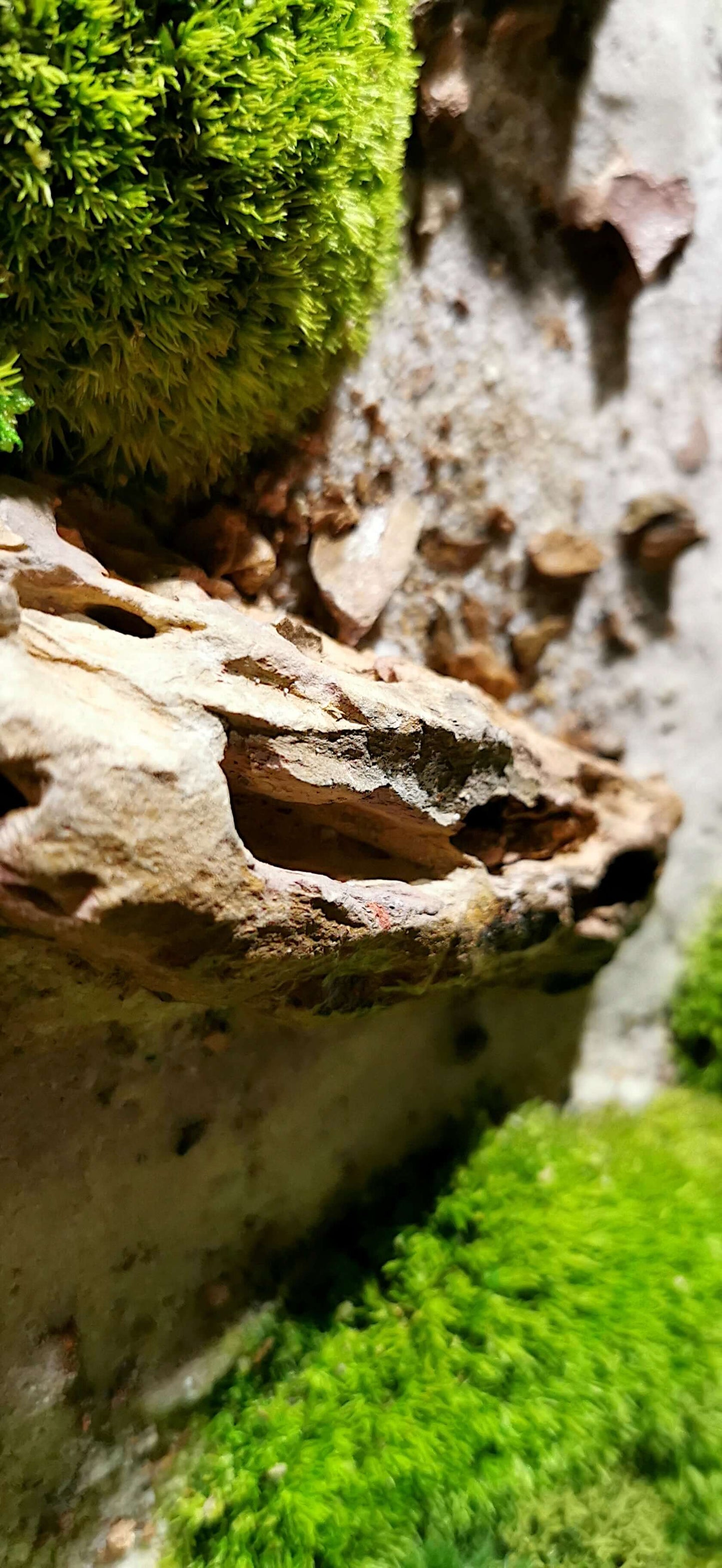 Detail of Moosbild Steinbild with textured stone and lush green moss elements for unique wall art.