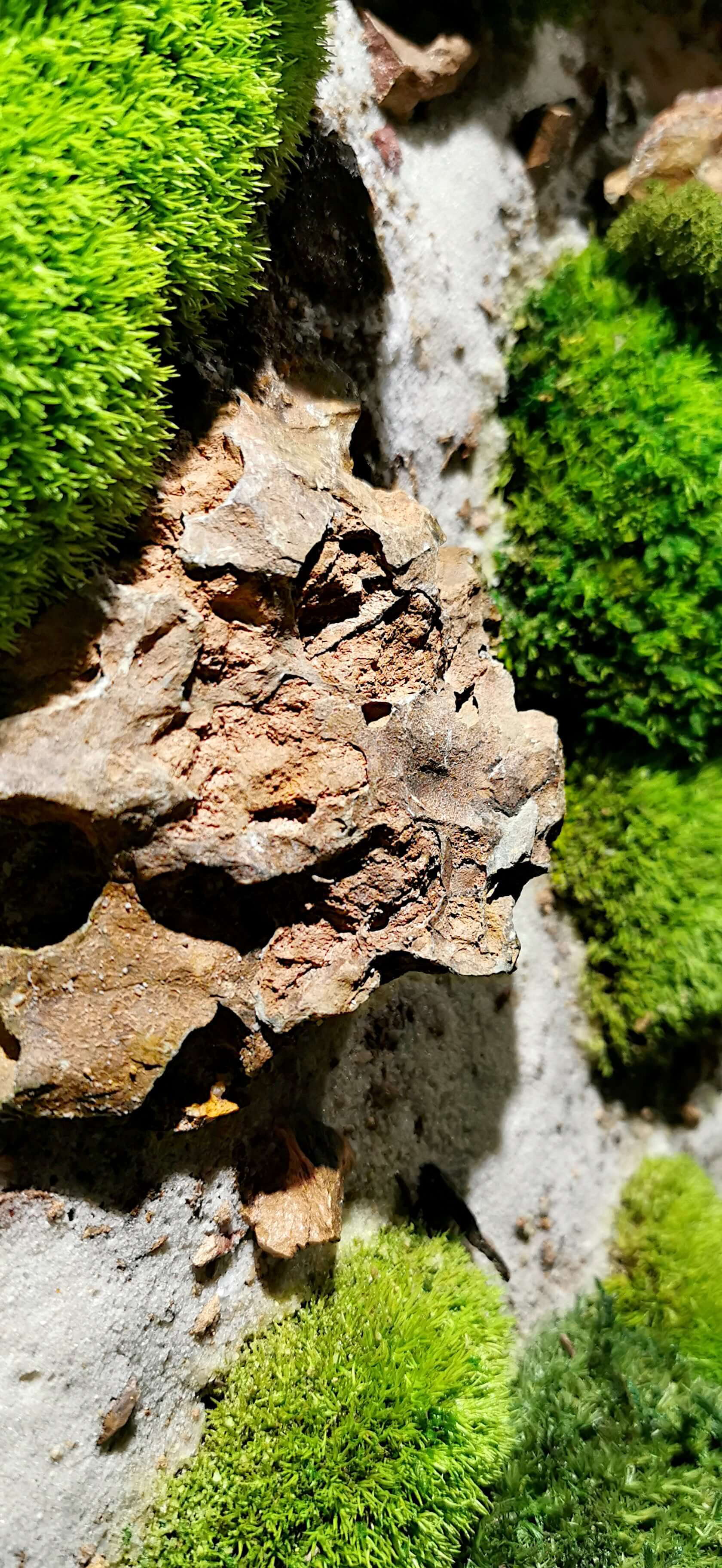 Close-up of preserved moss and natural stones in a decorative wall art design.