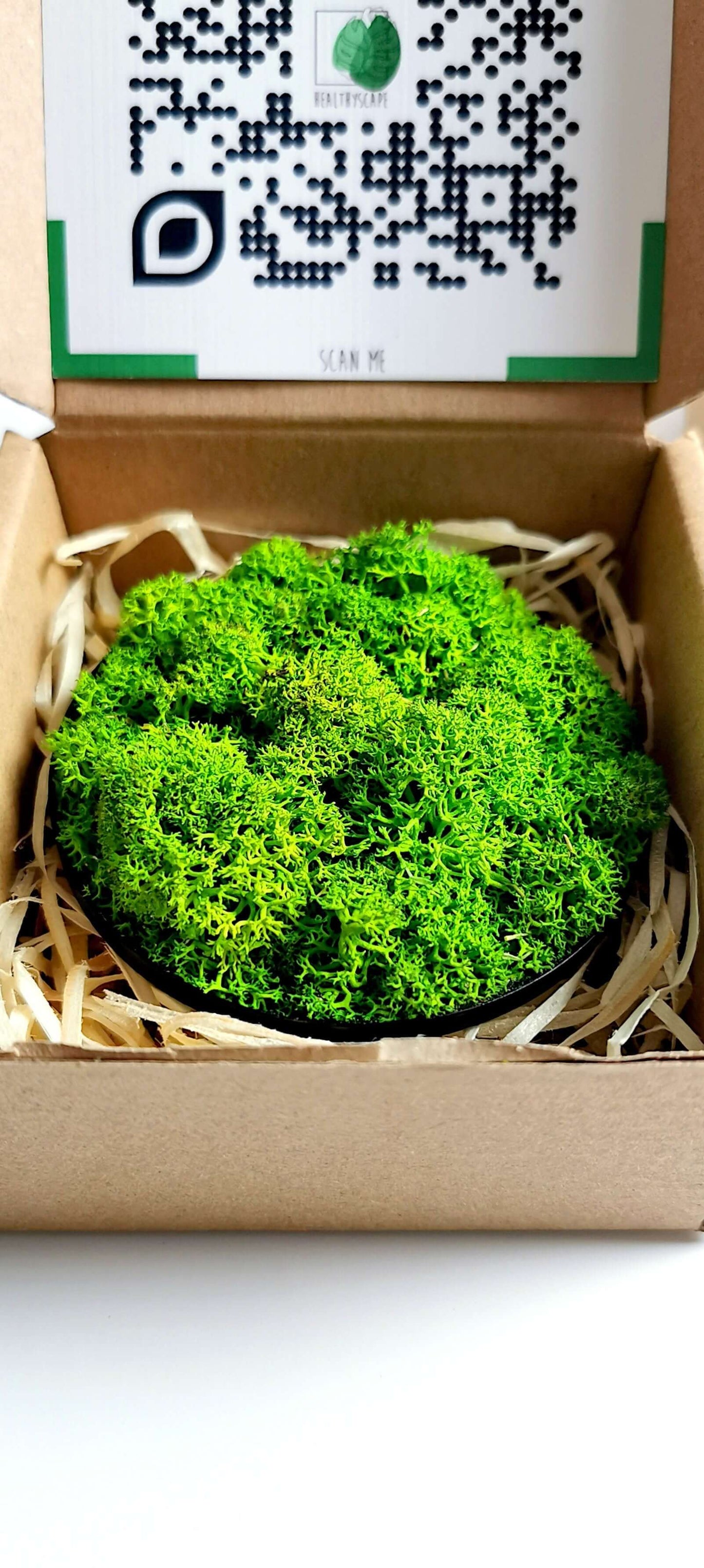 Kleines Moosbild Rentiermoose 'Green Lichen' in Geschenkhülle, ideales Pflanzenbild und Kühlschrankmagnet.