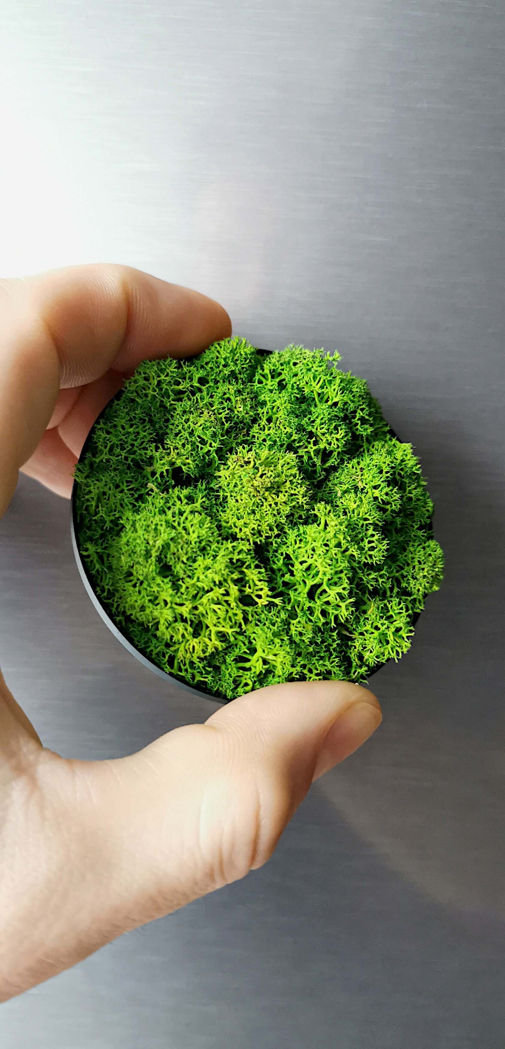 Hand holding a small round magnet with preserved green lichen moss, ideal for home or office decor.