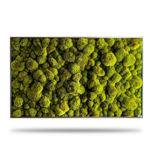 Modernes Moosbild "Lime Green" im Echtholz-Rahmen, lebendige Moosballen für frische Wohnatmosphäre.