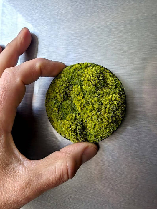 Person holding a small round magnetic moss picture 'Little Hills' on a refrigerator.