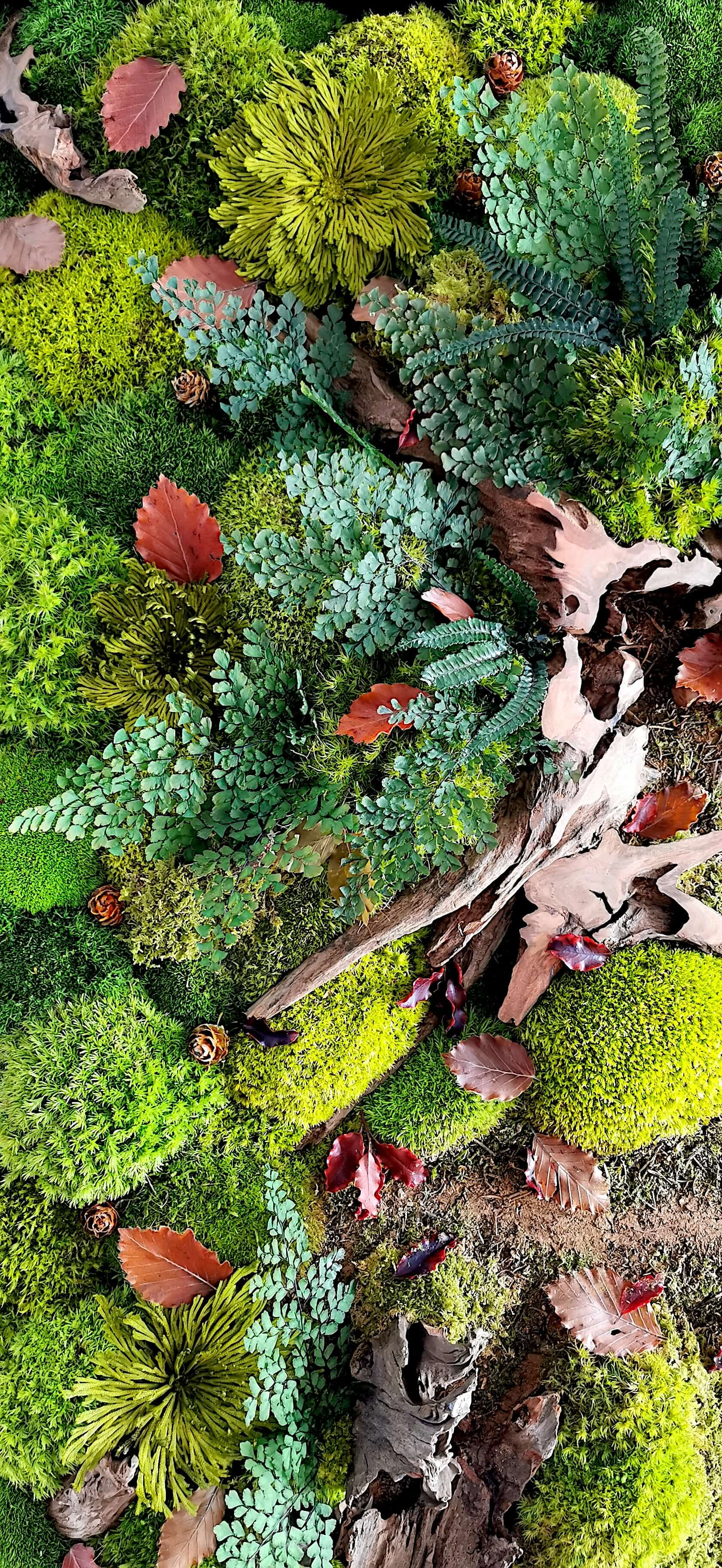 Detailaufnahme von Moos, Farnen und Laub in sanften Herbstfarben für Moosbild "Waldpfade Herbst".