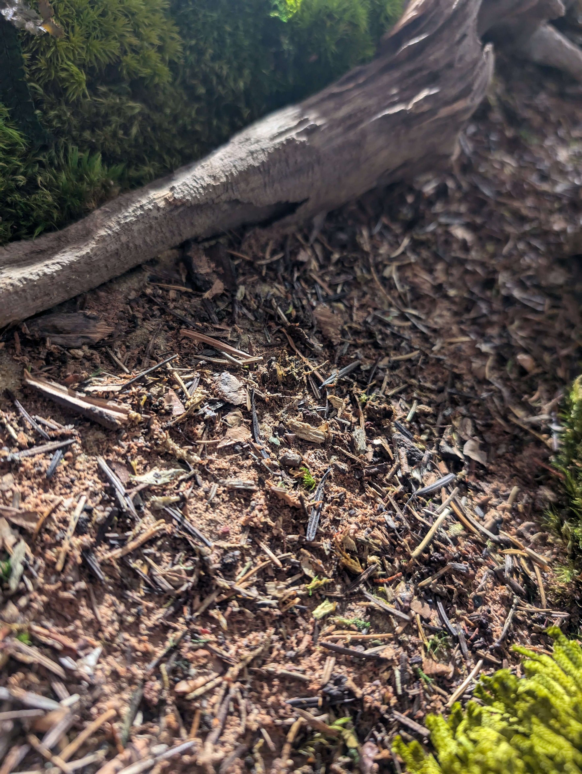Close-up of natural forest floor with moss, twigs, and earthy textures for Moosbild "Waldpfade Herbst".