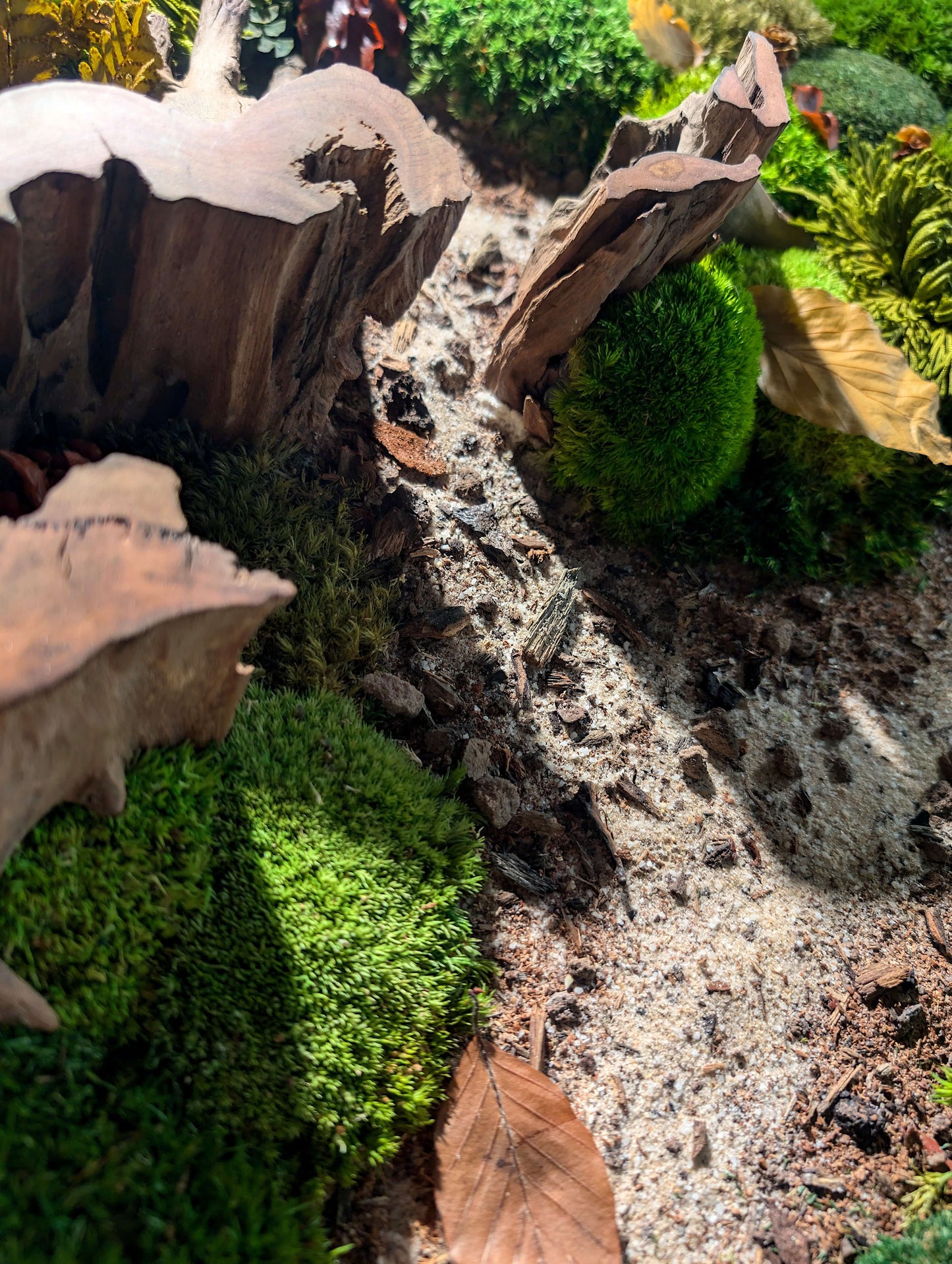 Detail of Moosbild 'Waldpfade Herbst' showcasing natural textures with moss, roots, and autumn leaves.