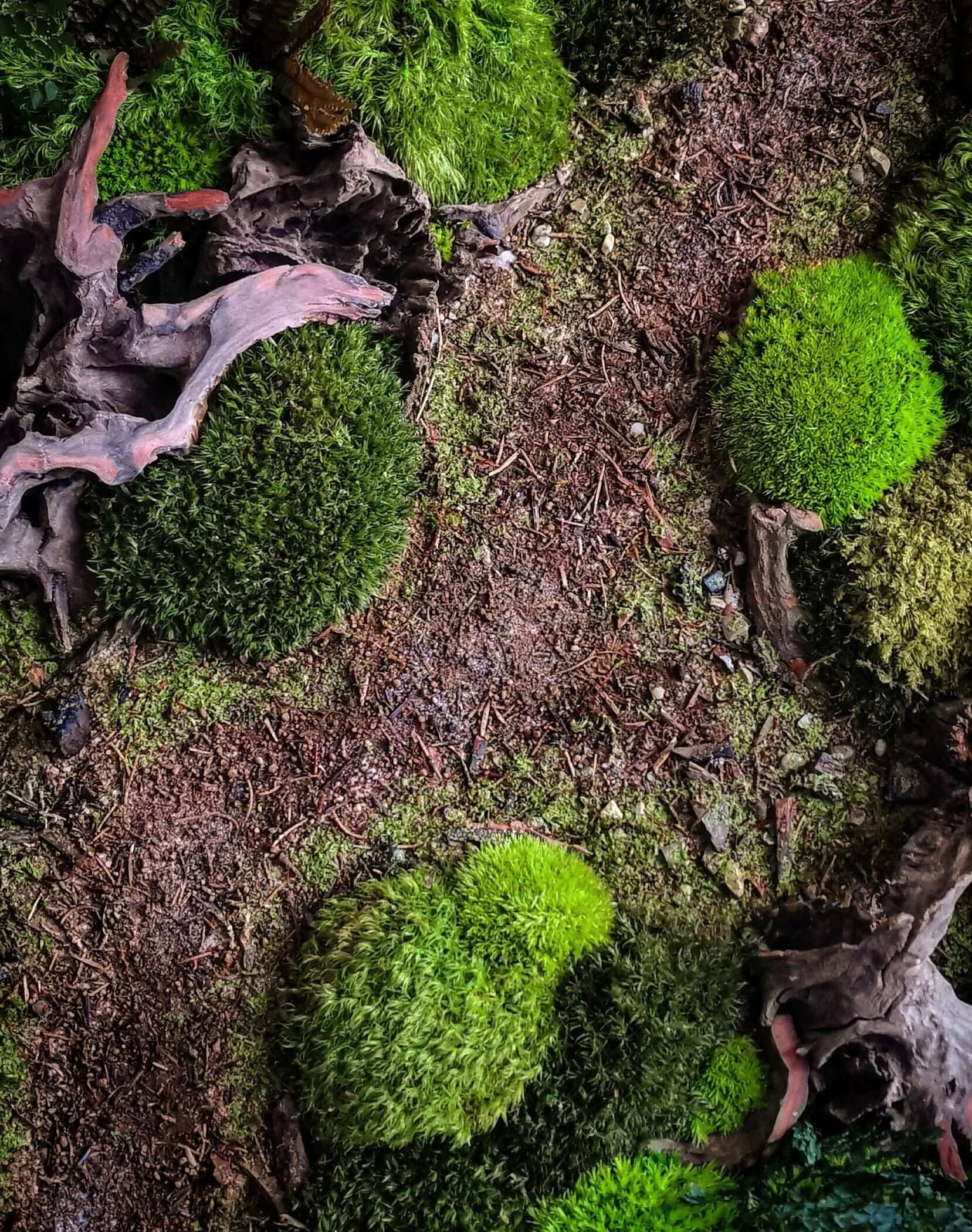 Moosbild mit echten Wurzeln, darstellend eine herbstliche Waldlandschaft mit grünen Moosflächen.