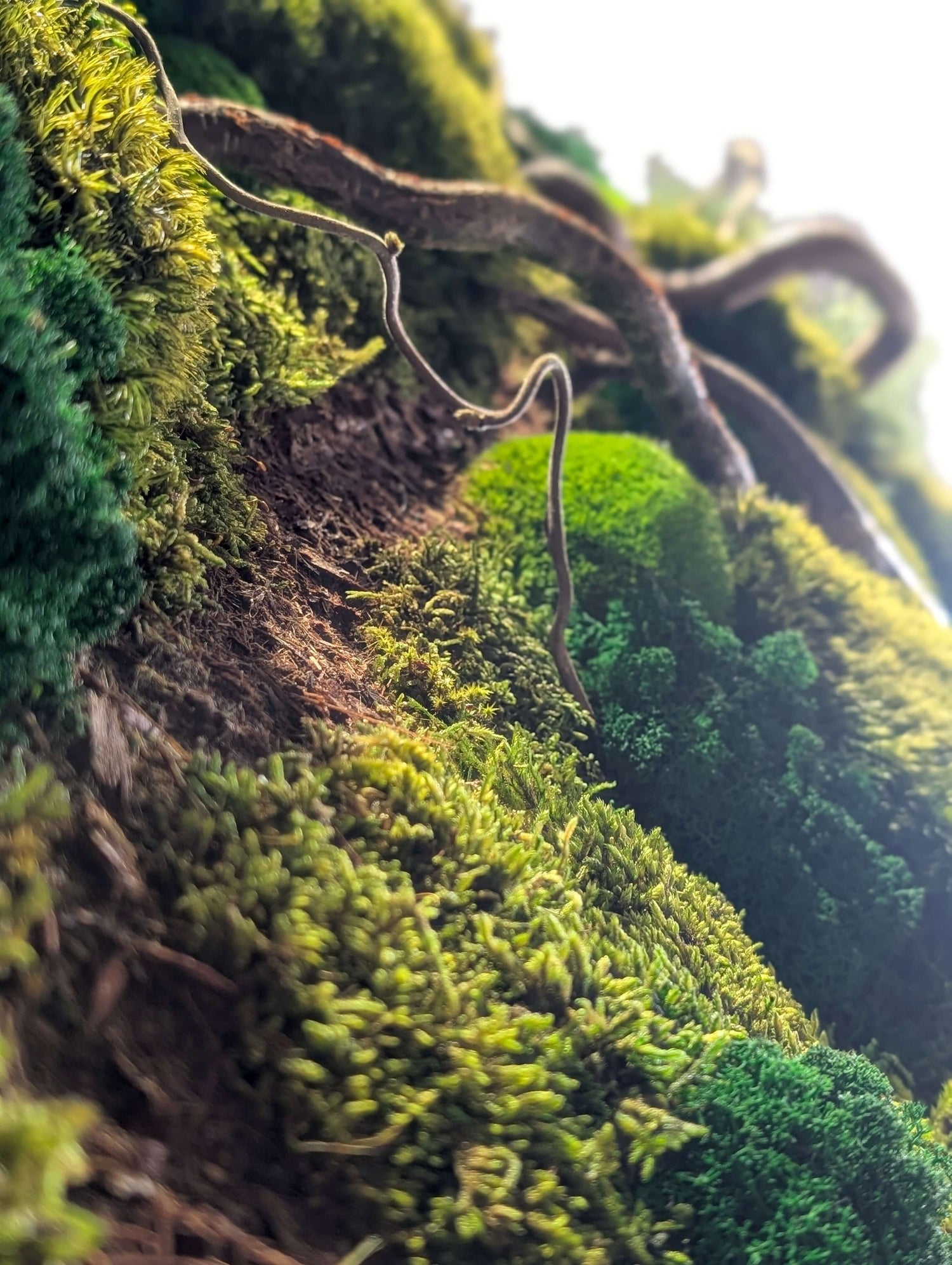 Close-up of vibrant moss and twisted branches, showcasing natural textures and greenery for a calming atmosphere.