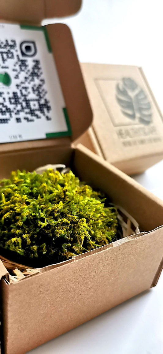 Kleines Moosbild "Wild Flatmoss" in Kartonverpackung mit echtem Flachmoos, ideal für dekorative Akzente.