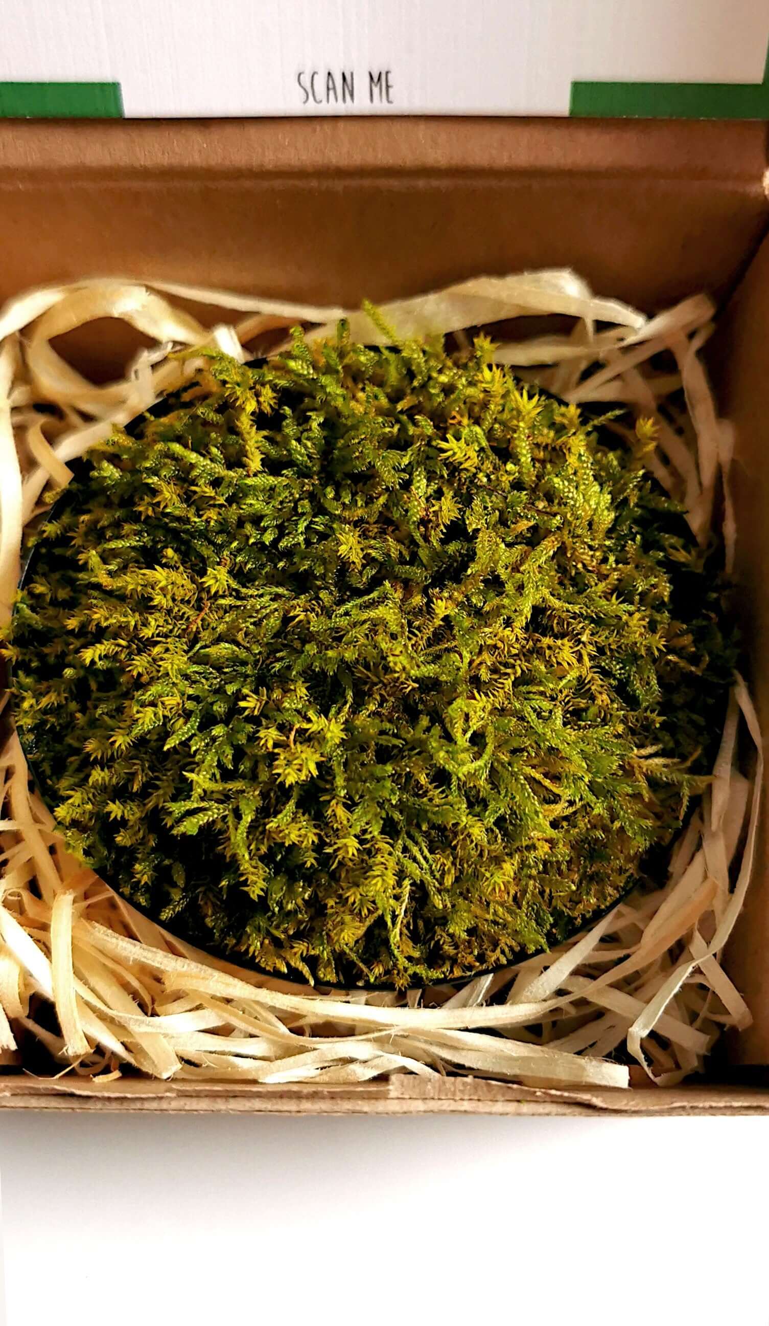 Mini-Moosbild 'Wild Flatmoss' aus konserviertem Flachmoos, verpackt in einer Geschenkbox mit raffiniertem Füllmaterial.