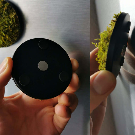 Magnetisches Moosbild 'Wild Flatmoss' mit Flachmoos in der Hand, kompakte Rückansicht