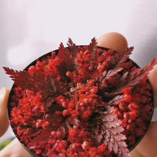 Maßgefertigte Pflanzenkunst "Red Star" mit roten getrockneten Blumen und Farnen in einer handgehaltenen Schale.