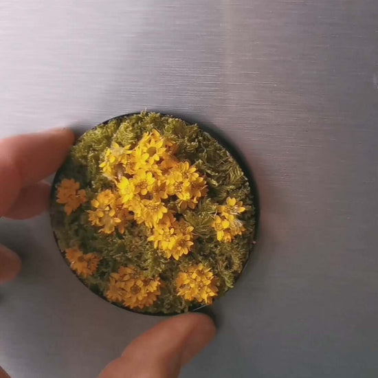 Magnetisches Pflanzenbild 'Sunny Flower' mit getrockneten Blumen und Moos, in Hand gehalten.