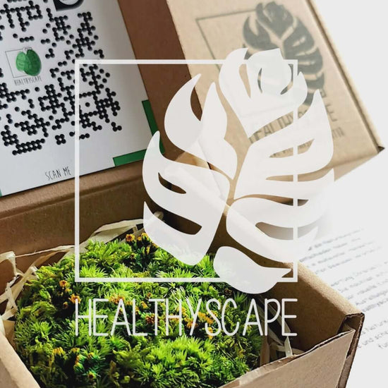 Kleines Moosbild 'Löwenzahn' in Verpackung von HEALTHIVSCAPE, mit QR-Code und grüner Deko.