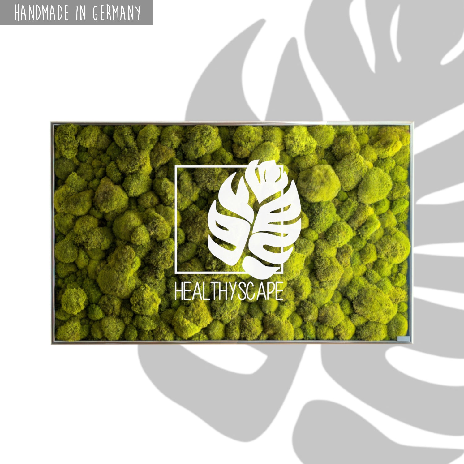 Load video: Moosbild mit Kugelmoosen in einem silbernen Rahmen wird vorgestellt.