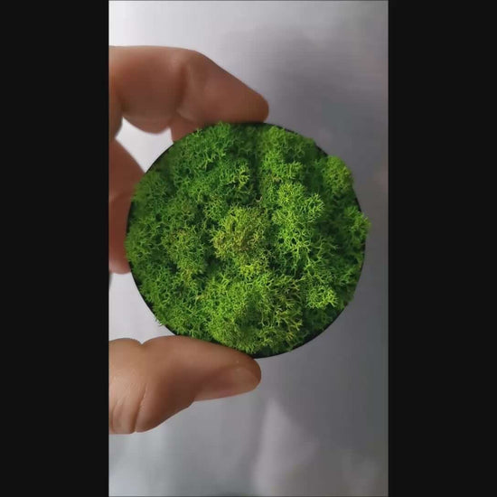 Kleines Moosbild Rentiermoose "Green Lichen" in Hand mit magnetischer Rückseite, ideal für Wand oder Kühlschrank.